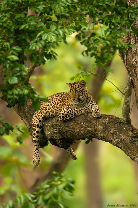 _MG_4266-Leopard.jpg