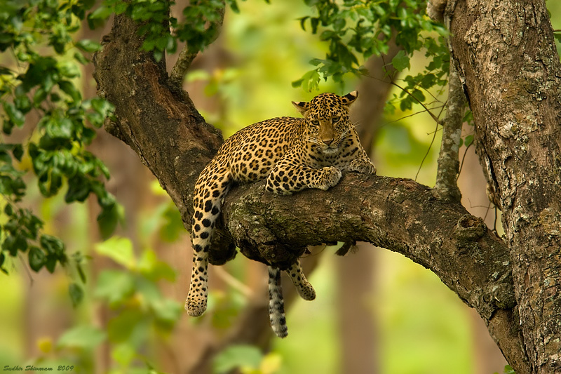 _MG_4309-Leopard.jpg