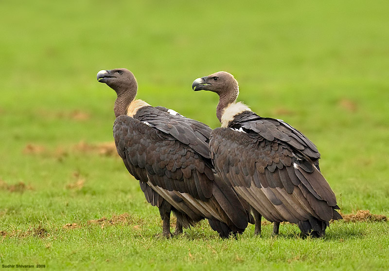 _MG_2131-White-Rumped-Vulture.jpg