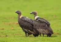 _MG_2131-White-Rumped-Vulture.jpg