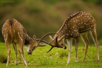 _MG_7426-Spotted-Deer.jpg