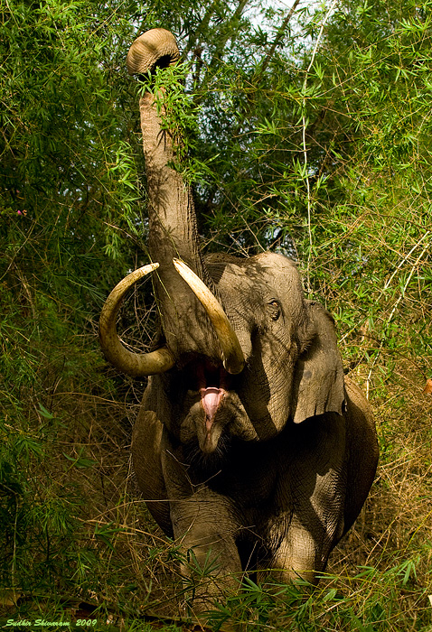 _MG_7570-Elephant.jpg