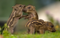 _MG_7925-Wild-Piglets.jpg