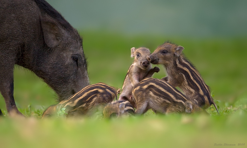 _MG_7970-Wild-Pig.jpg