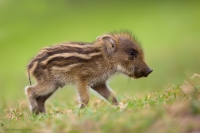 _MG_7997-Wild-Piglet.jpg