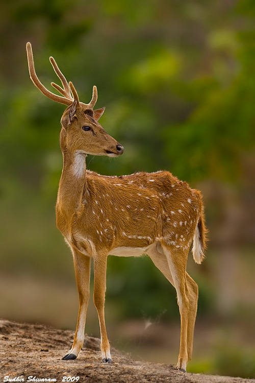 _MG_9851-Spotted-Deer.jpg