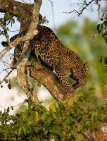 _MG_8844-Leopard.jpg