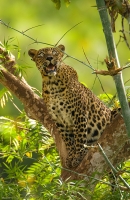 _MG_8721-Leopard.jpg