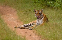 _MG_9279-Tiger.jpg