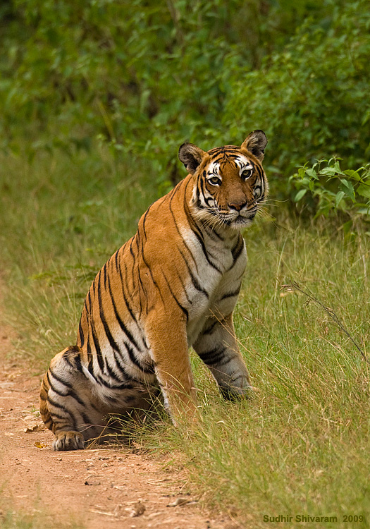 _MG_9303-Tiger.jpg