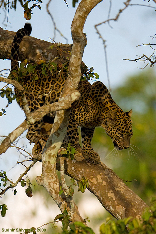 _MG_8842-Leopard.jpg