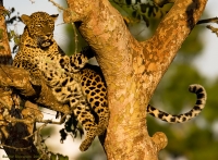 _MG_9066-Leopard.jpg