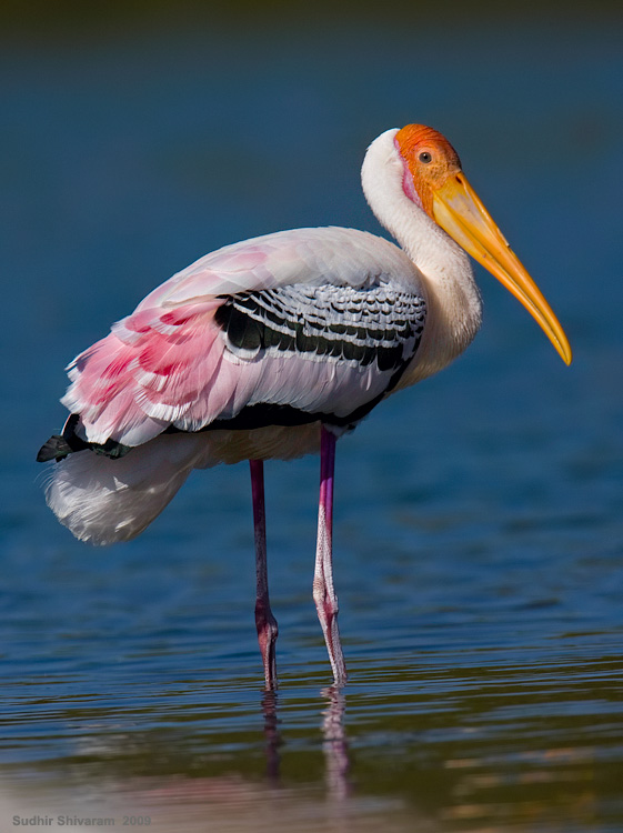 _MG_1343-Painted-Stork.jpg