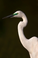 _MG_1685-Great-Egret.jpg