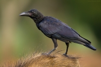 _MG_8014-Thick-Billed-Crow.jpg