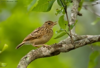 _MG_8204-Jerdons-Bushlark.jpg