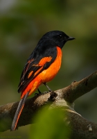 _MG_9987-Scarlet-Minivet.jpg