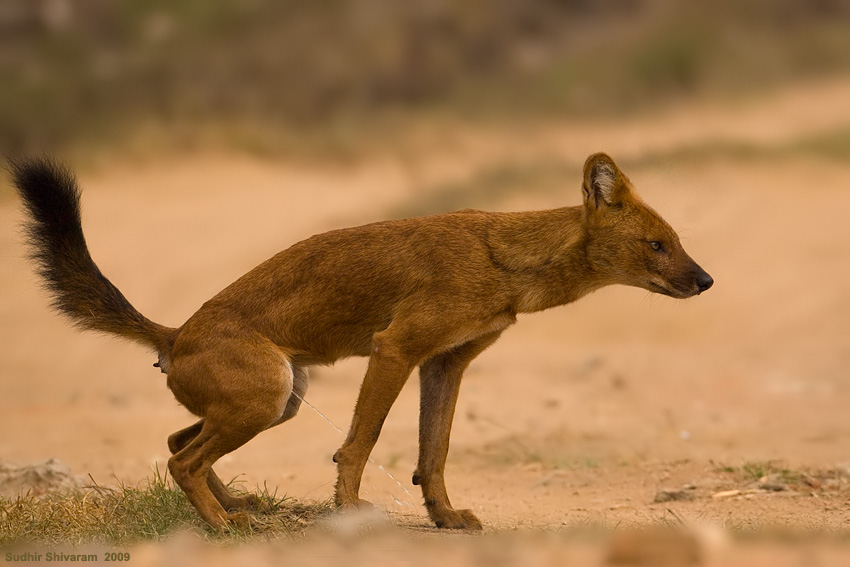 _MG_0604-Dhole.jpg