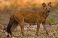 _MG_9496-Dhole.jpg