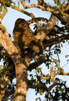 _MG_8896-Leopard.jpg