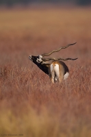 _MG_0003-Blackbuck.jpg