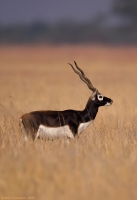 _MG_0073-Blackbuck.jpg