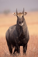 _MG_0222-Nilgai.jpg