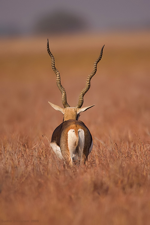 _MG_0320-Blackbuck.jpg