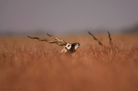 _MG_0457-Blackbuck.jpg