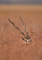 _MG_0481-Blackbuck.jpg