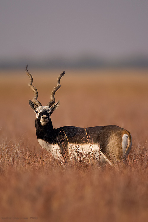 _MG_0501-Blackbuck.jpg