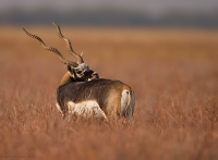 _MG_0506-Blackbuck.jpg