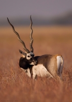 _MG_0575-Blackbuck.jpg