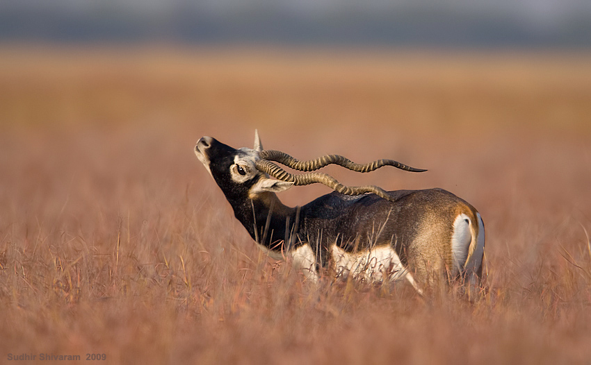 _MG_0530-Blackbuck.jpg