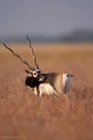 _MG_0576-Blackbuck.jpg