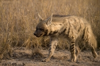 _MG_0783-Hyena.jpg