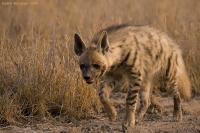 _MG_0784-Hyena.jpg