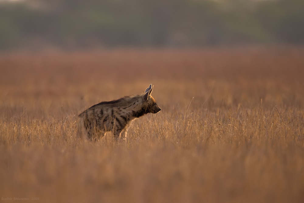 _MG_0885-Hyena.jpg