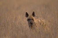 _MG_1035-Hyena.jpg