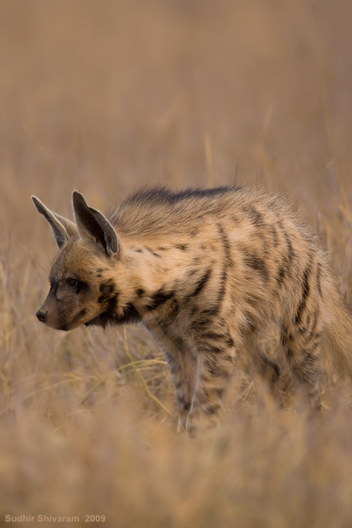 _MG_1055-Hyena.jpg