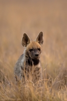 _MG_1066-Hyena.jpg