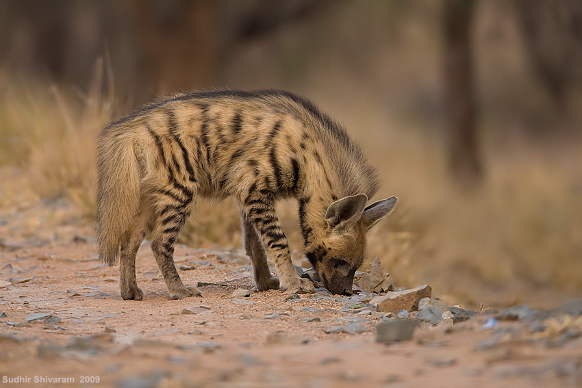 _MG_1116-Hyena.jpg