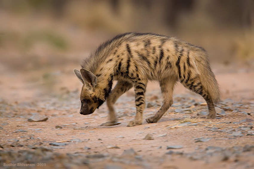 _MG_1120-Striped-Hyena.jpg