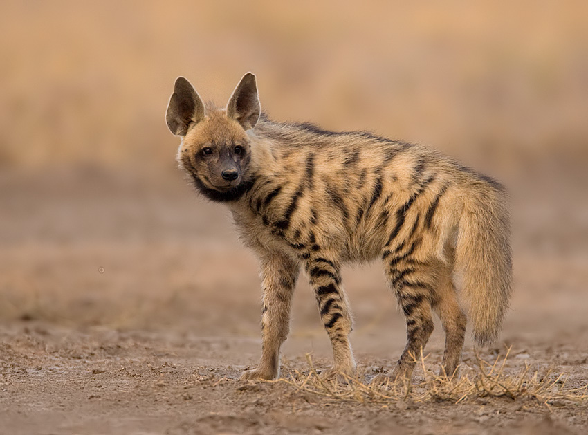 _MG_1124-Hyena.jpg