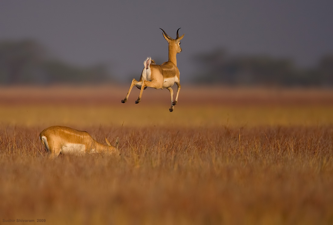 _MG_2210-Blackbuck-jump.jpg