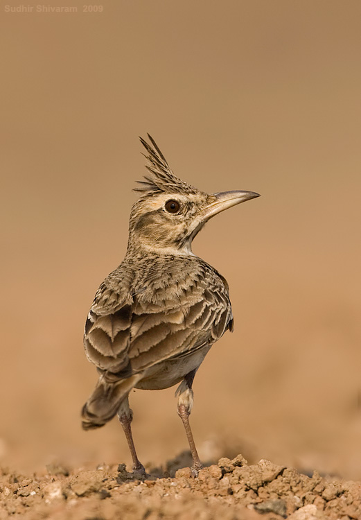 _MG_1675-Crested-Lark.jpg