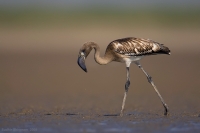 _MG_2884-Lesser-Flamingo-Juvenile.jpg