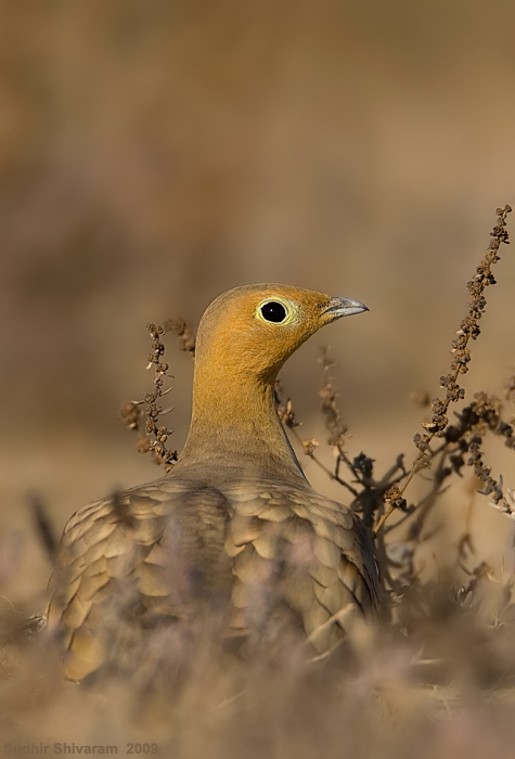 _MG_3017-Chestnut-Bellied-Sandgrouse.jpg