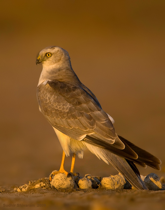 _MG_3049-Pallid-Harrier.jpg