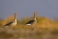 _MG_3113-Greylag-Goose.jpg